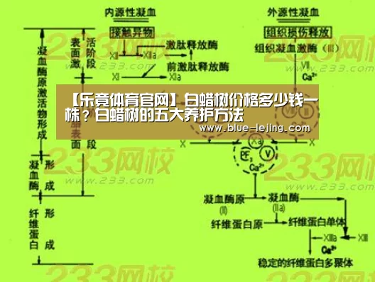 【乐竟体育官网】白蜡树价格多少钱一株?白蜡树的五大养护方法(图2) 乐竟体育app